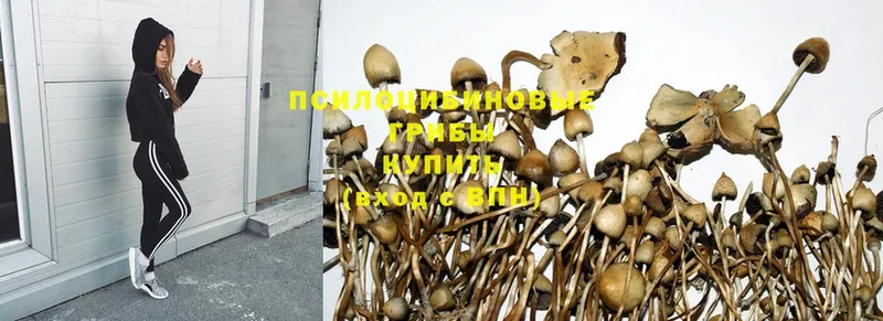 Псилоцибиновые грибы Psilocybine cubensis  купить закладку  Лермонтов 